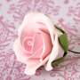 Tea Rose Single - Medium Pink