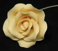 Tea Rose Single - Medium Ivory