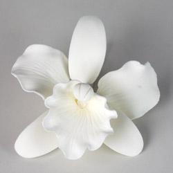 Cattleya Single - Large White