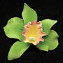 Cattleya Single - Small Green