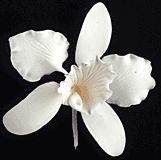 Cattleya Single - Small White