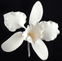 Cattleya Single - Large White