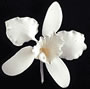 Cattleya Single - Small White