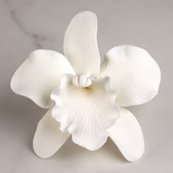 Cattleya Single - Small White