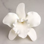 Cattleya Single - Small White