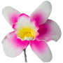 Cattleya Single - Large Pink