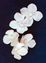 Hydrangea Singles-2 Sizes- White