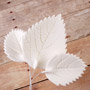 Hydrangea - Large Rose Leaf - White