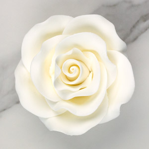 White Rose Single - Jumbo