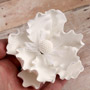 Anemone - White Only