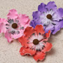 Anemone - Mixed