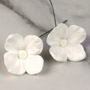 Hydrangea Single - Small - White