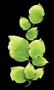 Rose Leave Sets - Green (2 Sizes)