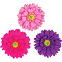 Aster Flowers - Assorted