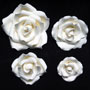 Bloomed Garden Rose-Mix Sizes-White