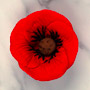 Poppy Flowers on Wire
