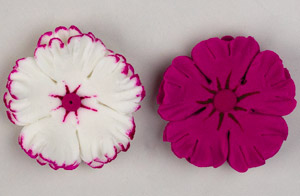 Dianthus Flowers - Assorted