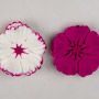 Dianthus Flowers - Assorted