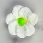 Cosmos Flowers - White w/ Green Center