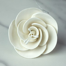 Dog Rose - Single White