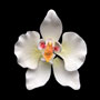 Moth Orchid Single