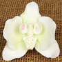 Moth Orchid Single