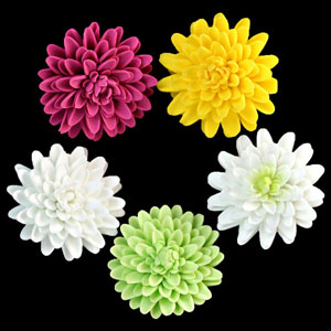 Chrysanthemum - Large - Assorted
