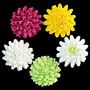 Chrysanthemum - Large - Assorted