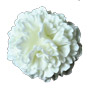 Carnation Flowers - White