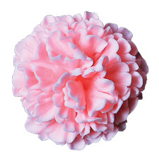 Carnation Flowers - Pink