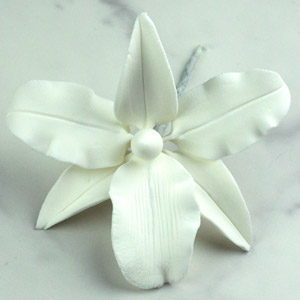 Vuylstekeara Orchid Single - White