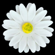 Gerbera - Medium - White Only