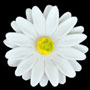 Gerbera - Medium - White Only