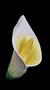 Calla Lily - Small - Yellow/Green