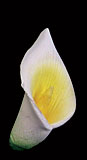 Calla Lily - Medium - Yellow/Green