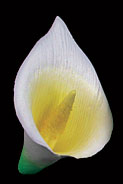 Calla Lily - X-Large - Yellow/Green