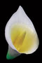 Calla Lily - X-Large - Yellow/Green