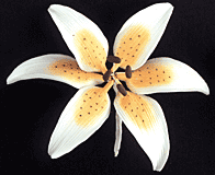 Stargazer Lily Mini - Orange