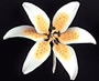 Stargazer Lily Mini - Orange