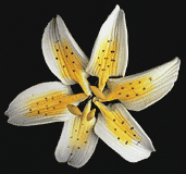 Stargazer Lily Mini - Yellow