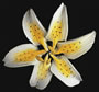 Stargazer Lily Mini - Yellow