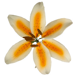 Stargazer Lily Flower - Orange