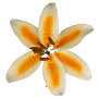 Stargazer Lily Flower - Orange