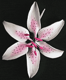 Stargazer Lily Flower - Pink