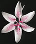 Stargazer Lily Flower - Pink