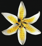 Stargazer Lily Flower - Yellow