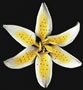 Stargazer Lily Flower - Yellow