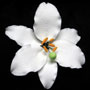 Casablanca Medium White Single