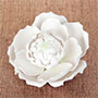 Blooming Peony/Closed - White
