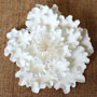 Garden Peony - White